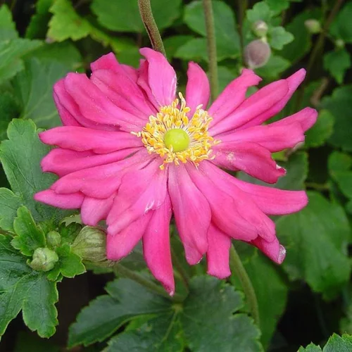 Anémone du Japon Pamina à fleurs roses - Le pot de 2 litres
