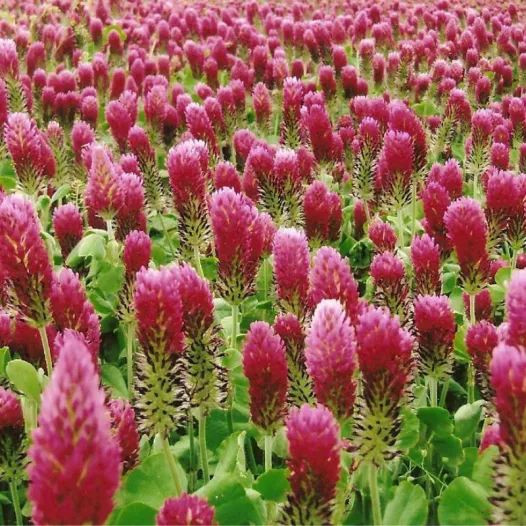 Bio zaden van Incarnaatklaver (groenbemester)