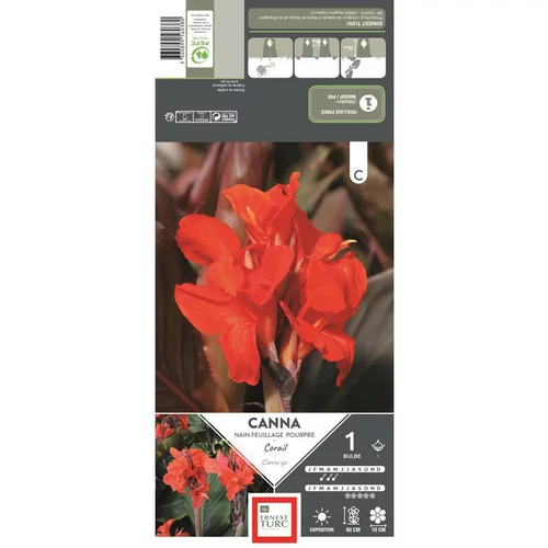 Canna nain Corail rouge orangé Ernest Turc - 1 bulbe
