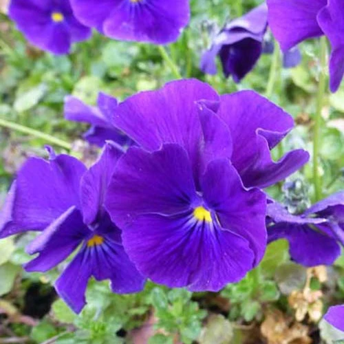 Violette cornue Martin - Pensée Viola cornuta martin