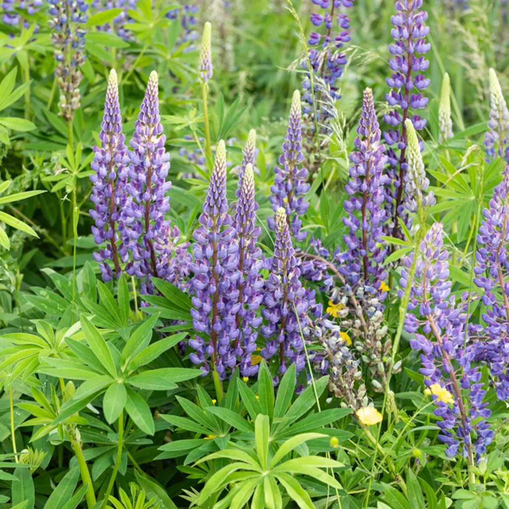 Lupin Gallery Blue Lupinus Gallery Blue