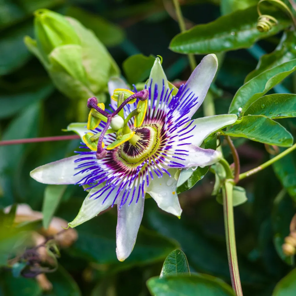Passiflore bleue (graines) Passiflora caerulea