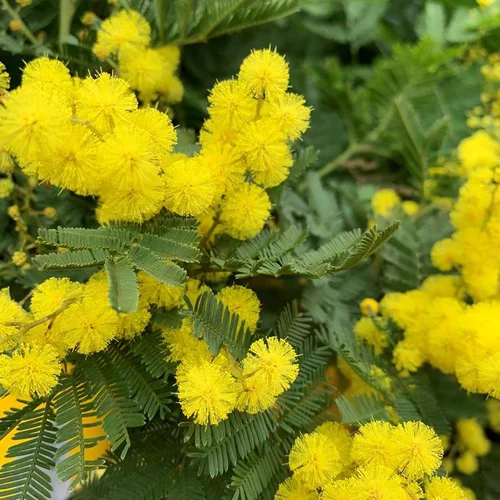 Mimosa Le Gaulois (Acacia Dealbata). Le pot de 4 litres