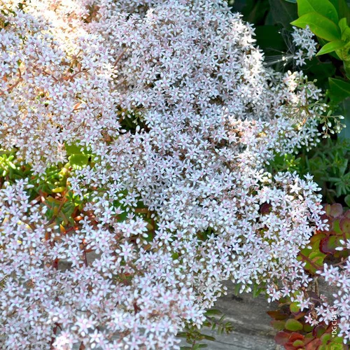 Sedum Coral Carpet - Le pot de 1 litre