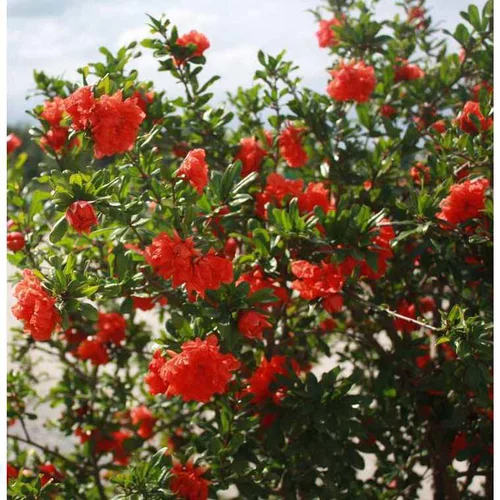 Grenadier à fleurs (Punica Granatum). Le pot de 70 litres