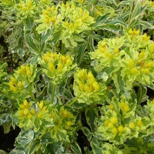 Euphorbe polychrome Variegata Euphorbia polychroma variegata