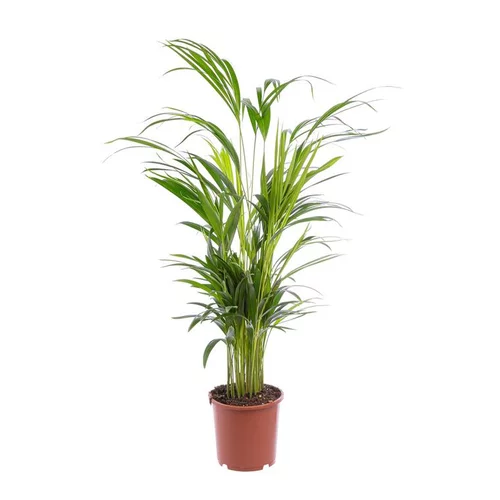 Areca pot Ø19 cm