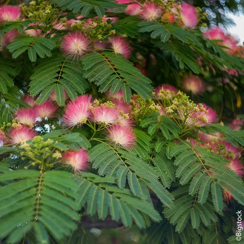 Albizia (Arbre à soie) ‘Boubri’ botanic® rose. Le pot de 10 litres