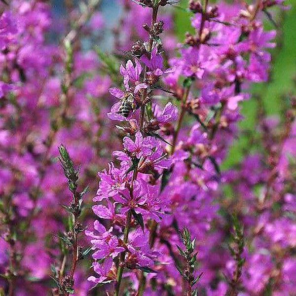 6 x Salicaire commune 'Robert' | Lythrum salicaria 'Robert' – godet 9cm x 9cm