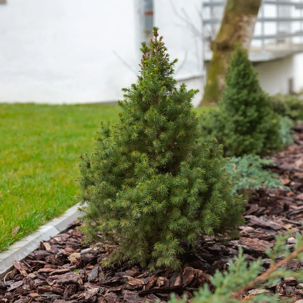 Picea glauca Conica Picea glauca Conica