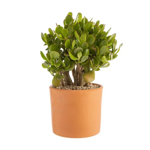 Crassula argentea en pot terre cuite H 10 x Ø 20 cm