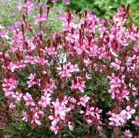 Gaura rose - Le pot de 2 litres