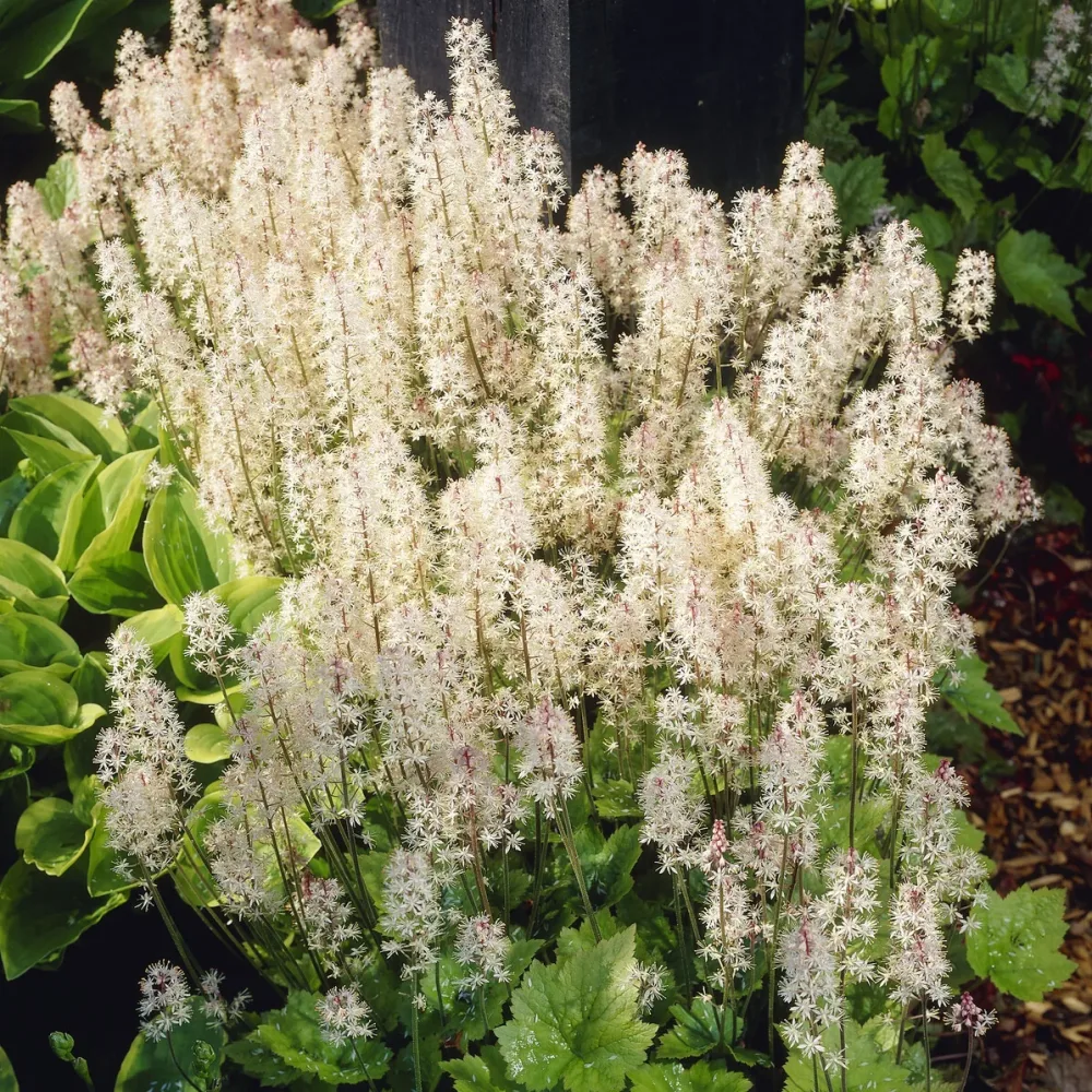 Tiarelle Wherryi Tiarella wherryi