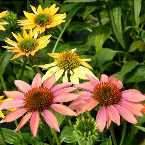 Échinacée ou Echinacea à fleurs multicolores - Le pot de 3 litres