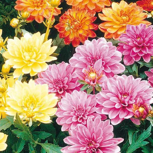 Dahlia Nain de Bouture - Le pot de 9 x 9 cm