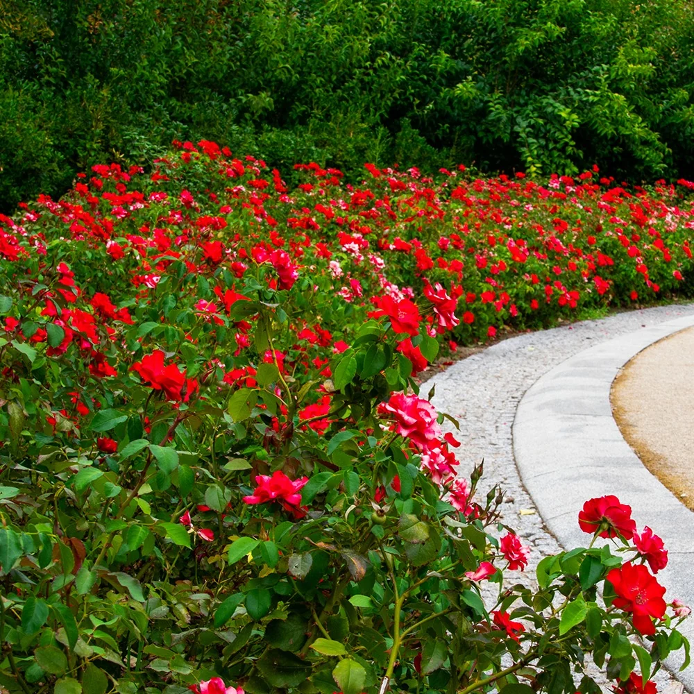 Rosier à massif rouge Rosa polyantha