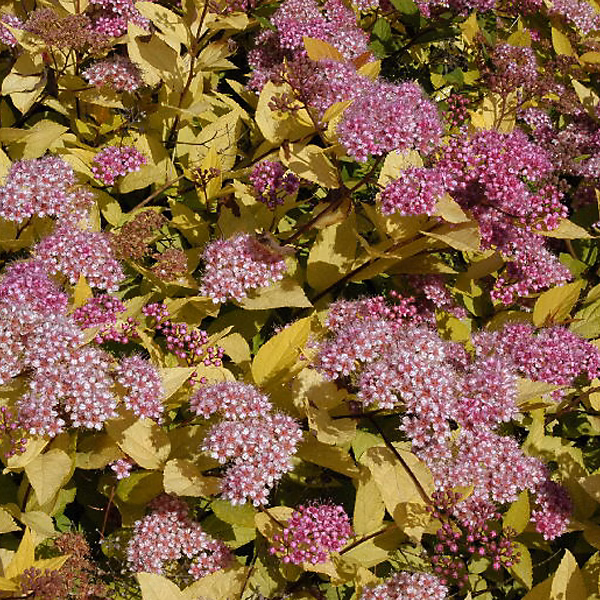 2 x Spirée Japonaise 'Golden Princess' – Spiraea japonica 'Golden Princess', 25-30 cm pot