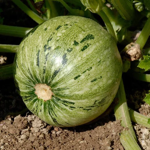 Courgette Ronde De Nice. La barquette de 4 plants