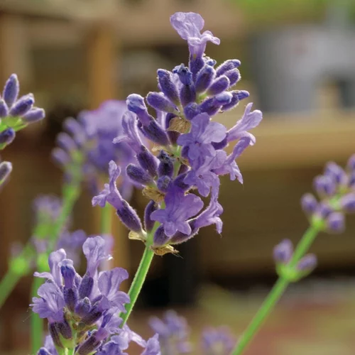 Lavande Angustifolia Munstead - pot 3 L