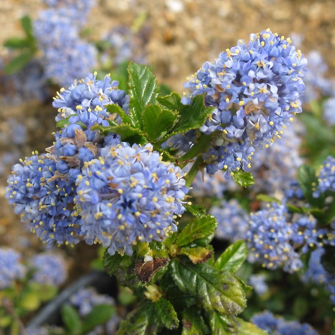 2 x Lilas de Californie 'Blue Mound' – Ceanothus 'Blue Mound', 30, 40 cm pot