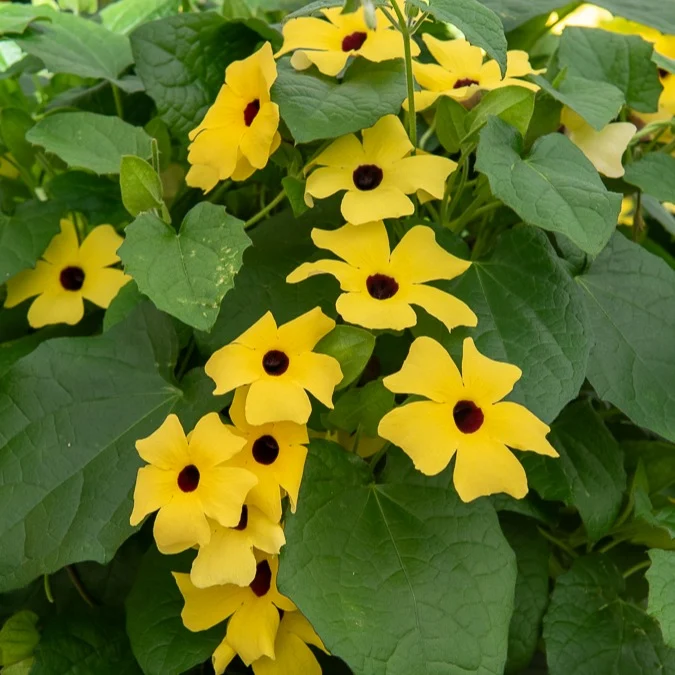 Suzanne aux yeux noirs jaune Thunbergia alata Sunny Susy®
