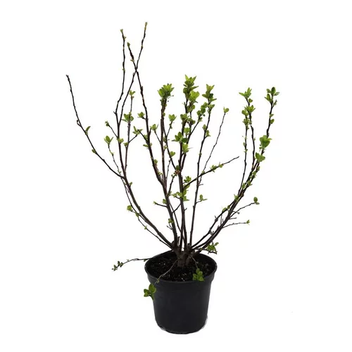 Pommier à fleurs Coccinella Courtarou rouge. Le pot de 5 litres