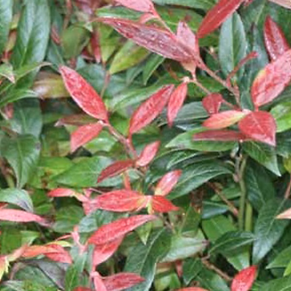 2 x Leucothoe fontanesiana – 'Zeblid', Leucothoe scarletta, 'Zeblid', 20-30 cm pot