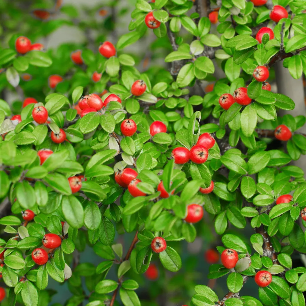 Cotoneaster suecicus Coral Beauty Cotoneaster suecicus Coral Beauty