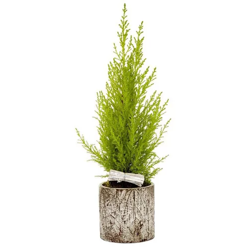 Cupressus Gold Crest en pot béton motif feuille - Le pot