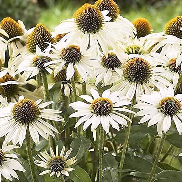 6 x Rudbeckia pourpre 'Avalanche' | Echinacea purpurea 'Avalanche' – godet 9cm x 9cm