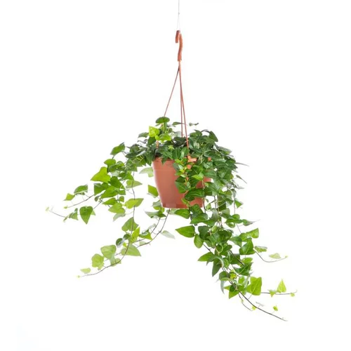 Hedera suspension Ø17xH50 cm