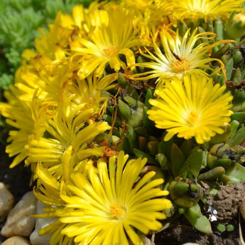 Delosperma congestionné Delosperma congestum