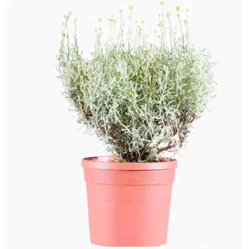 Santoline Grise en pot de 3 L vert