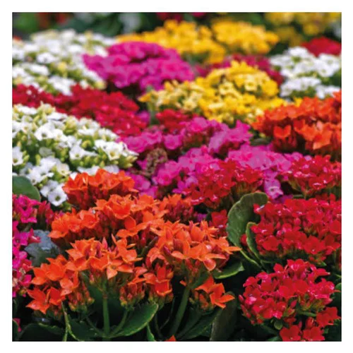 Kalanchoe à fleurs multicolores - La jardinière de 53 cm