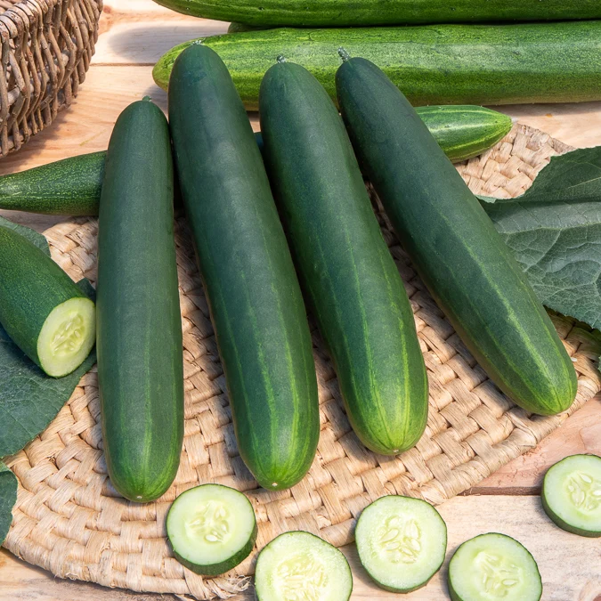 Concombre Tanja Cucumis sativus tanja
