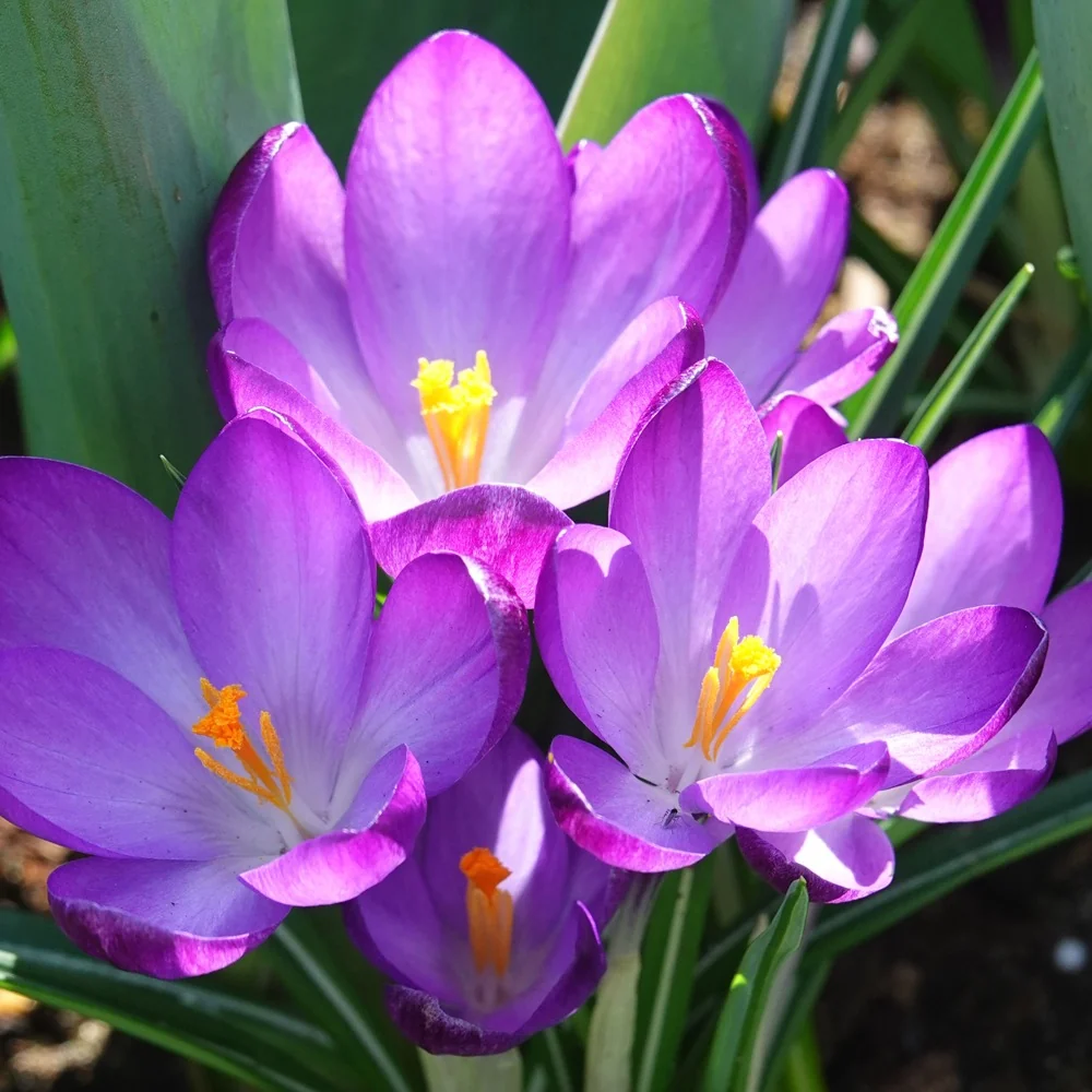 20 Crocus hybride Ruby Giant Crocus 'ruby giant'