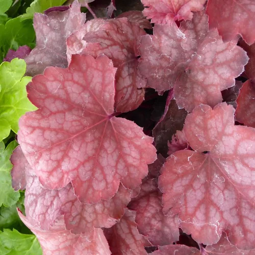 Heuchera 'Marmalade'® - Le pot de 2 litres