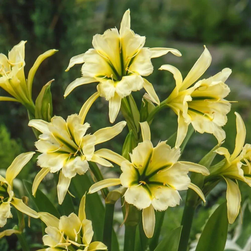 2 Ismènes Reine d'or Hymenocallis festalis sulphur queen