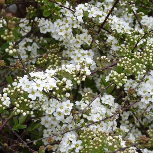 Spirée Japonica Manon rose. Le pot de 4 litres