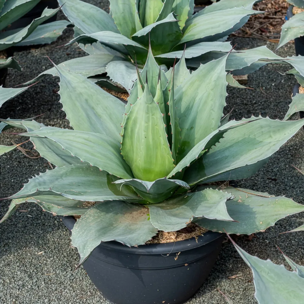 Agave ovatifolia Vanzie Agave ovatifolia Vanzie