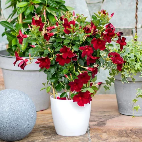Dipladénia palissé ou Mandevilla à fleurs multicolores - Le pot Ø 17 cm