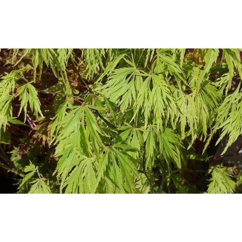 Erable du Japon (ACER PALMATUM DISSECTUM VIRIDIS ) Le pot de 80 litres
