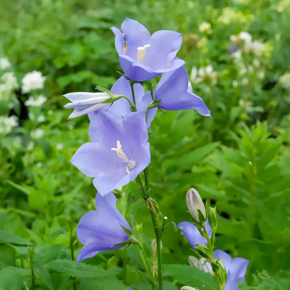 Campanule à feuilles de pêcher Campanula persicifolia