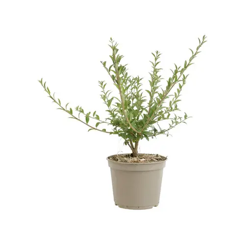 Ligustrum vulgare – 3 L
