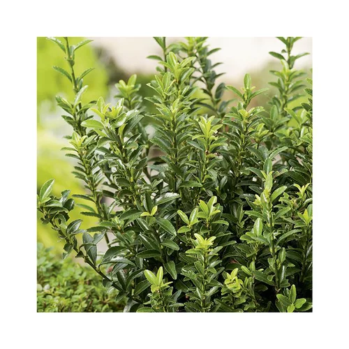 Euonymus japonicus microphyllius vert en pot de 3 L