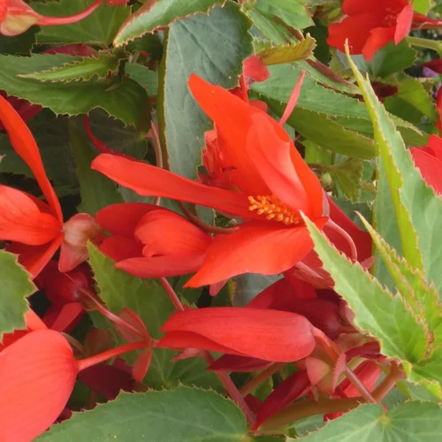 Begonia Boliviensis. Le pot de 10,5 cm