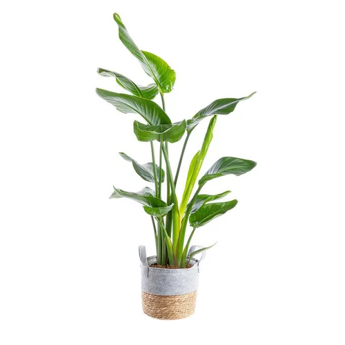 Strelitzia Nicolae et sa vannerie Ø 21 cm