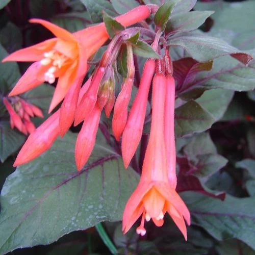 Fuchsia Fulgens - Le pot de 2 litres