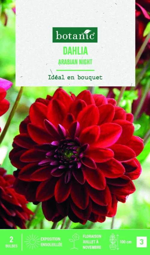 Bulbes de fleurs Dahlia décoratif Arabian night botanic® - 2 bulbes