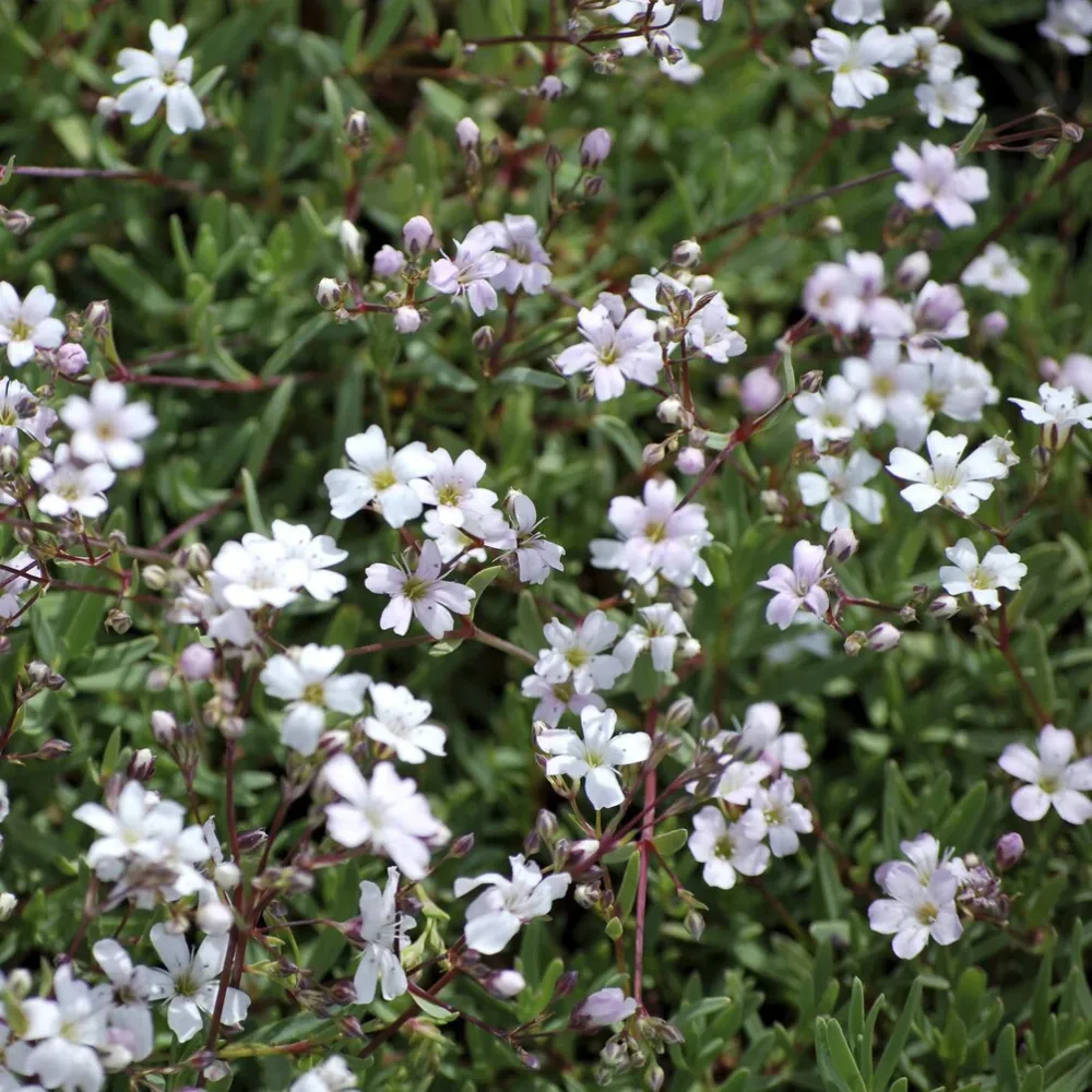 Gypsophile rampant Alba Gypsophila repens Alba